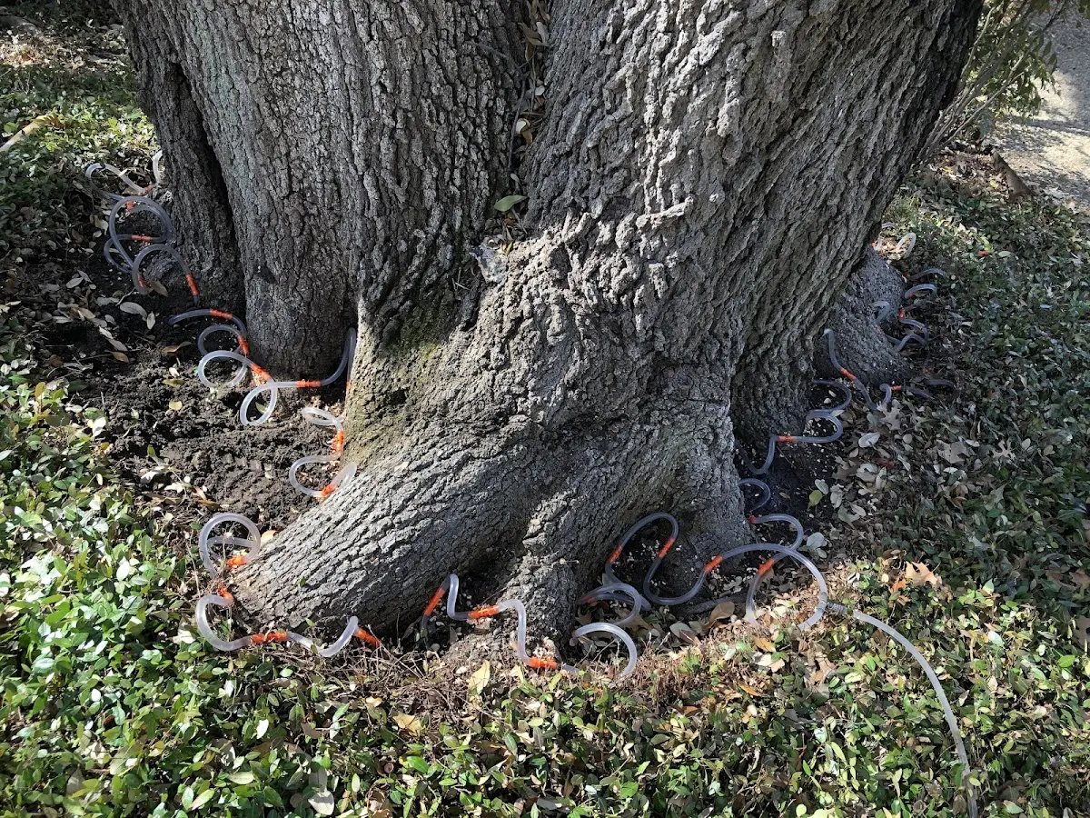 Detailed Tree Cabling and Bracing job site in Kenvir